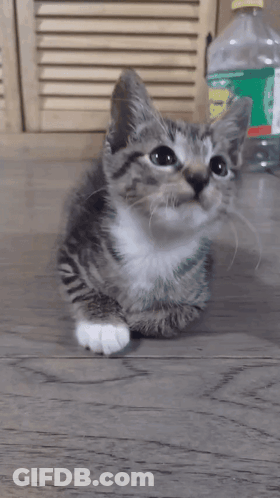 A Kitten Laying On A Wooden Floor With A Bottle Of Sprite In The Background GIF