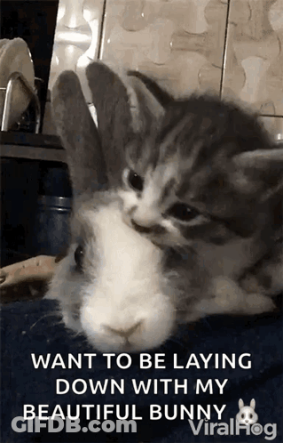 A Kitten Laying On Top Of A Bunny With A Caption That Says " Want To Be Laying Down With My Beautiful Bunny " GIF