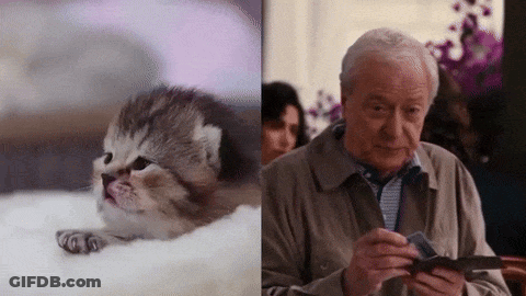 A Kitten Next To An Older Man Looking At A Wallet GIF