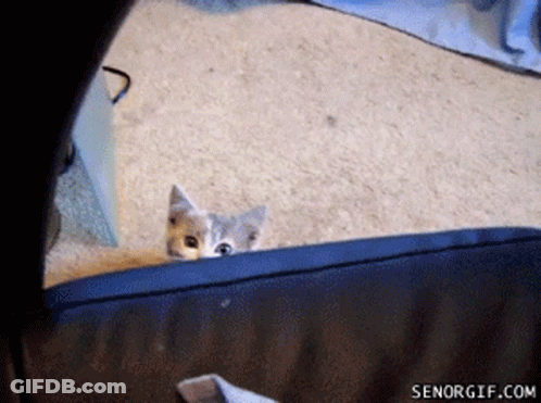 A Kitten Peeking Out From Behind A Blue Couch With Senorgif.com Written On The Bottom GIF