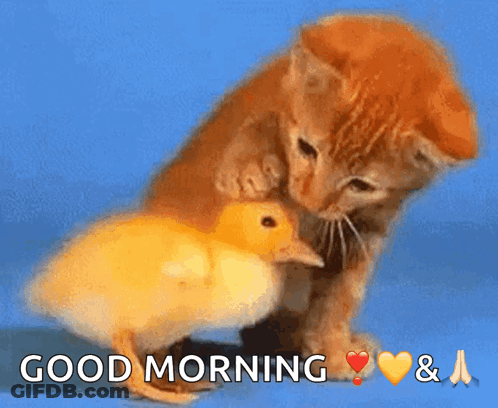 A Kitten Petting A Small Yellow Duck With The Words Good Morning & A GIF