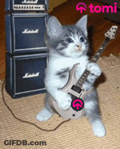 A Kitten Playing A Guitar In Front Of A Marshall Stack GIF