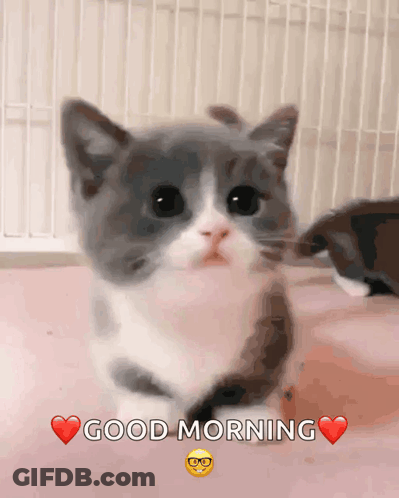A Kitten Says Good Morning With A Heart In The Corner GIF