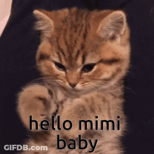 A Kitten Says Hello Mimi Baby On Its Face GIF