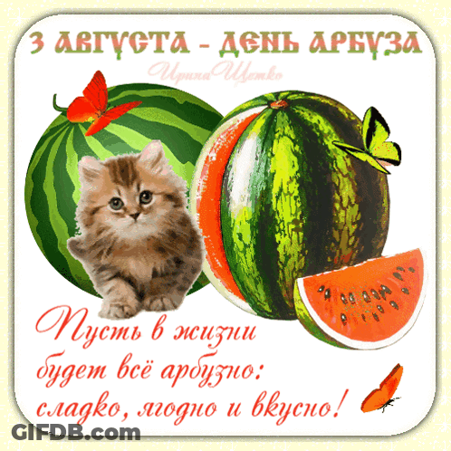 A Kitten Sits Between Two Watermelons On A Card GIF