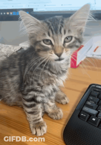 A Kitten Sits On A Desk Next To A Computer Keyboard GIF