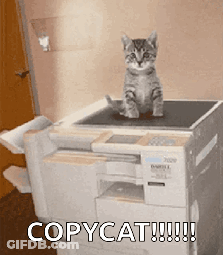 A Kitten Sits On Top Of A Copycat GIF