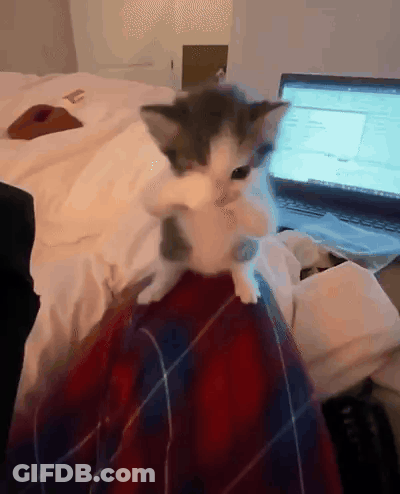 A Kitten Sitting On A Person 'S Lap In Front Of A Laptop GIF