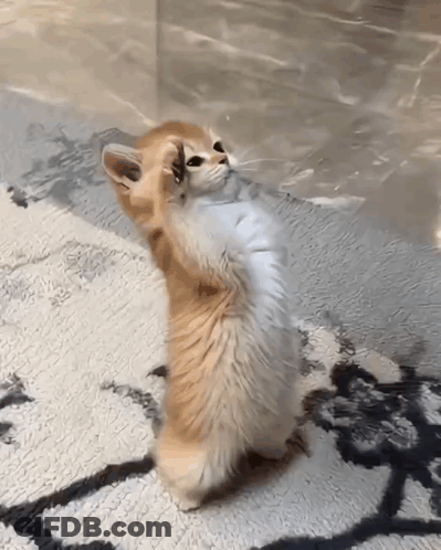 A Kitten Standing On Its Hind Legs On A Carpet GIF