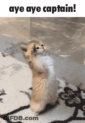 A Kitten Standing On Its Hind Legs With The Words Aye Aye Captain Written Above It GIF