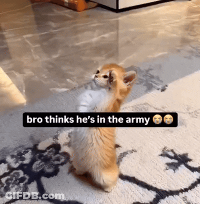 A Kitten Standing On Its Hind Legs With The Words Bro Thinks He 'S In The Army Above It GIF