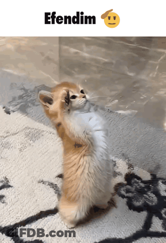 A Kitten Standing On Its Hind Legs With The Words Efendim Below It GIF