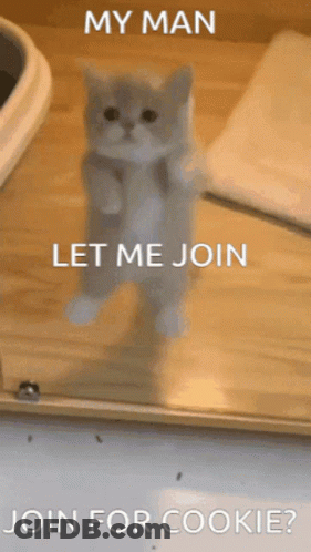 A Kitten Standing On Its Hind Legs With The Words My Man Let Me Join Join For Cookie Below It GIF