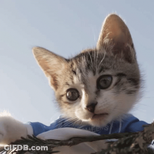 A Kitten Wearing A Blue And White Shirt With The Word Rugby On It GIF