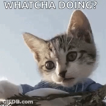 A Kitten Wearing A Blue Shirt Is Looking At The Camera With The Words `` Whatcha Doing '' . GIF