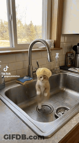A Kitten Wearing A Shower Cap Is Jumping Into A Kitchen Sink .. GIF