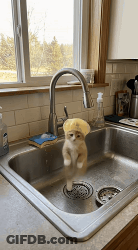 A Kitten Wearing A Sponge Hat Is Standing In A Sink GIF