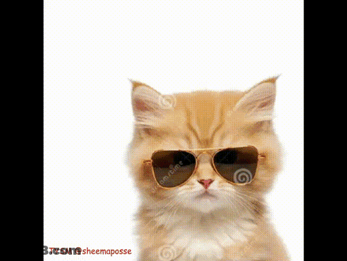 A Kitten Wearing Sunglasses Looks At The Camera GIF
