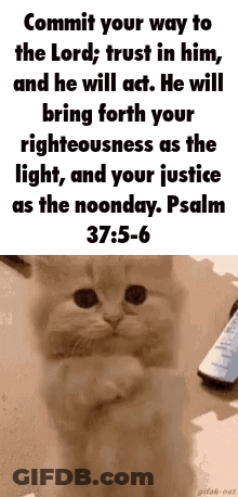 A Kitten With A Bible Verse On It Is Sitting On A Table . GIF