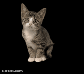 A Kitten With A Black Background Looks Up At The Camera GIF