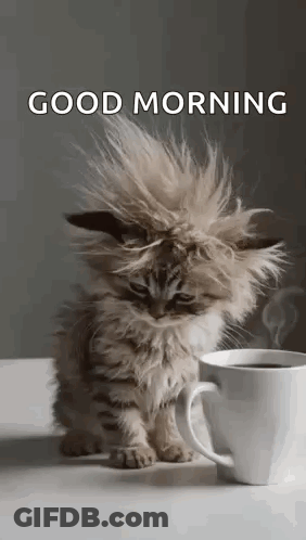 Messy-Haired Kitten Sitting Next To Coffee GIF