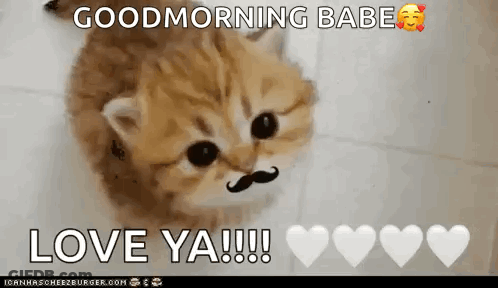 A Kitten With A Mustache Says Goodmorning Babe Love Ya GIF