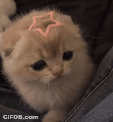 A Kitten With A Pink Star On Its Head Looks At The Camera GIF