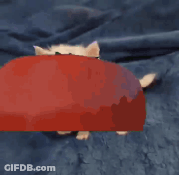 A Kitten With A Red Ball On Its Head GIF