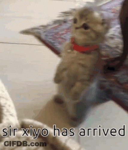 A Kitten With A Red Collar Is Standing On Its Hind Legs With The Words Sir Xiyo Has Arrived Below It GIF