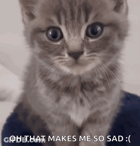 A Kitten With A Sad Look On Its Face And The Words Oh That Makes Me So Sad GIF