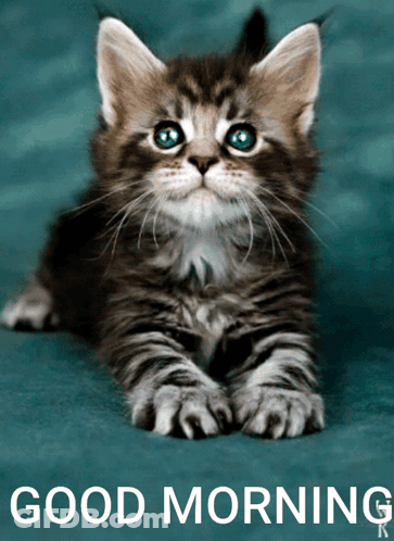 A Kitten With Blue Eyes Is On A Blue Background With The Words " Good Morning " Below It GIF