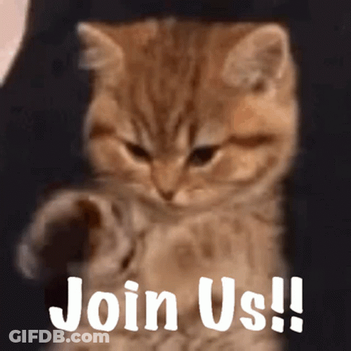 A Kitten With The Words Join Us On Its Face GIF