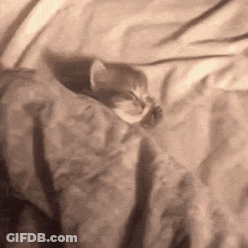 A Kitten Wrapped In A Blanket Is Sleeping On A Bed GIF