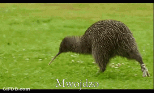A Kiwi Bird Is Running Through A Grassy Field With The Word Mwojdzo Written In White GIF