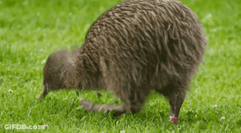 A Kiwi Bird Is Standing In The Grass With A Pink Stripe On Its Leg GIF