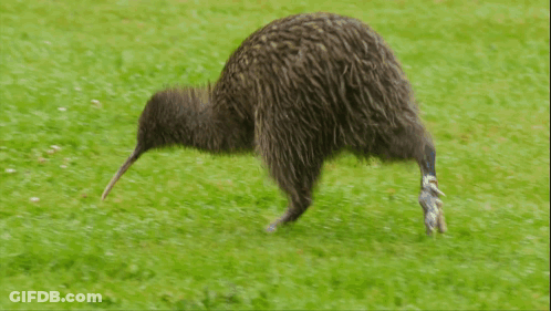 A Kiwi Bird Is Walking Across A Grass Field GIF