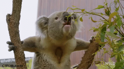 A Koala Bear Is Eating Leaves From A Tree Branch With A Wild Logo In The Background GIF