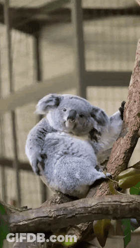 A Koala Bear Sitting On A Tree Branch With Its Paws On Its Head GIF