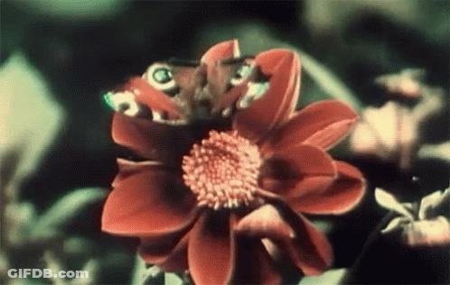A Ladybug Is Perched On A Red Flower GIF