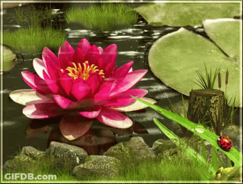 A Ladybug Is Sitting Next To A Pink Water Lily GIF