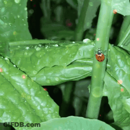 A Ladybug Is Sitting On A Green Leaf With Water Drops GIF