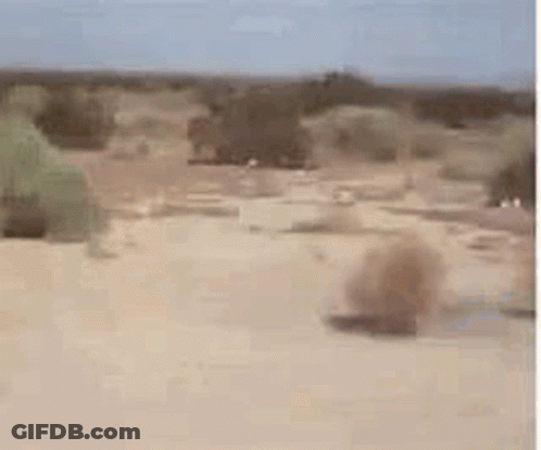 A Landscape Of A Desert With Trees And Bushes In The Background . GIF