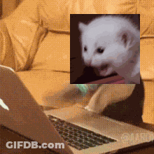 A Laptop With A Picture Of A Kitten On It GIF