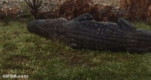 A Large Alligator Is Laying Down In The Grass GIF
