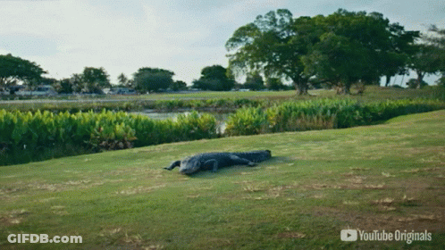 A Large Alligator Is Laying On A Grassy Field With A Youtube Originals Logo In The Corner GIF