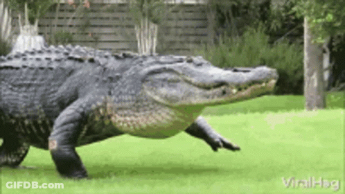 A Large Alligator Is Walking Through A Grassy Field . GIF