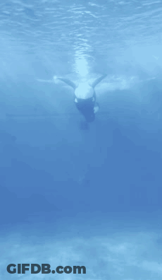A Large Black And White Whale Is Swimming In The Water GIF