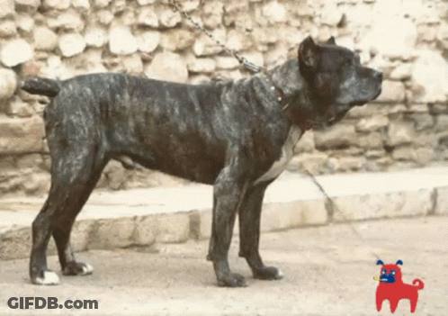 A Large Black Dog On A Chain Standing In Front Of A Rock Wall GIF