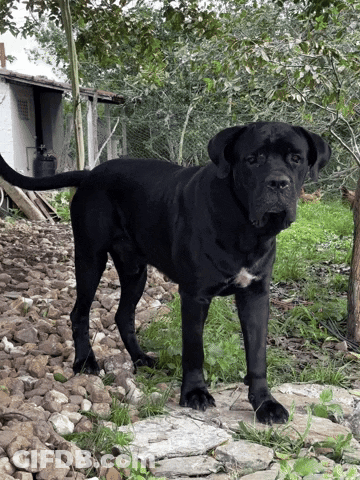 A Large Black Dog With A White Spot On Its Chest GIF