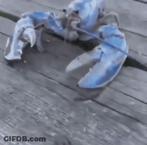 A Large Blue Lobster Is Sitting On A Wooden Table . GIF